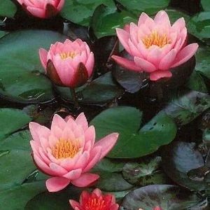 Meet your Posher, Eileen